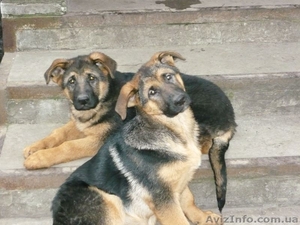 Щенки породы немацкая овчарка  #489887