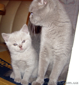 Продам шотландского котенка недорого #494855