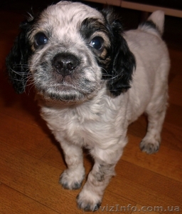 продам щенка в хорошие руки #493470