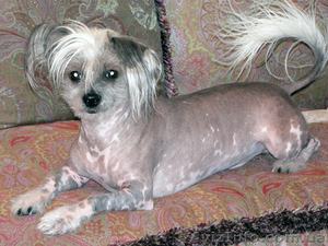 Китайская хохлатая вязка #506135