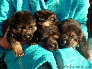 Щенки немецкой овчарки.Племенной кобель для вязок #491870