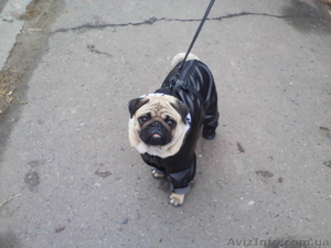 Мопсик приглашает девочек на вязку,  #502224