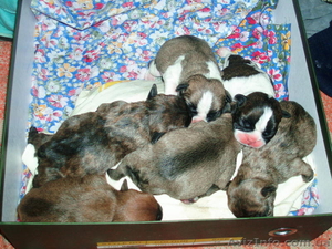 щенки породы французский бульдог #500881