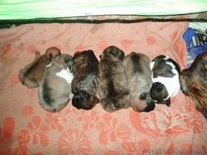 Очень породные щенки породы французский бульдог #502457