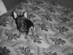 продам щенка Той-терьера #499334