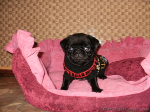 Продам щенка мопса чёрного окраса не дорого #496645