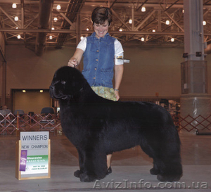 Ньюфаундленд(водолас) - предлагаем прекрасных щенков для всей семьи. #506316