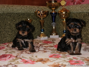 продам щенкой йоркширского терьера #496648