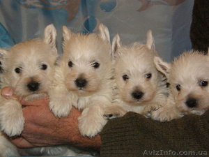 Продам щенков вест хайленд уайт терьера. #499243