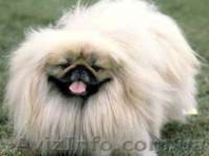 Пекинес девочка #486685