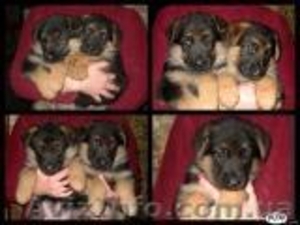 Немецкая овчарка-ваш верный и надежный друг и охранник #508594