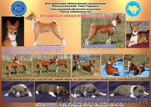 щенки породы басенджи (конго терьер) #500879