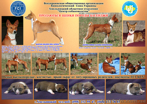 щенки породы басенджи #502452