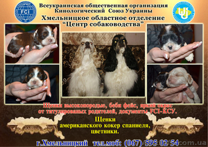 щенки американский кокер спаниель #502459