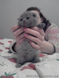 котята  Шотландской Вислоухой #484163