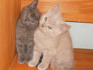 британцы разные #491508