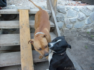 Мерефа Наташа 0990152430 Саша 0953083923 #497566