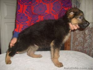 немецкая овчарка,   отличные  щенки #499421