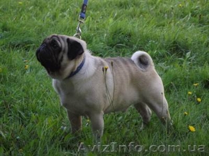 Продам щенков мопса.Родословная,  титулованные родители. #489517