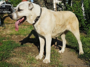 Продается среднеазиатская овчарка #496061