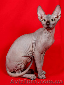 Сфинкс канадский #514161