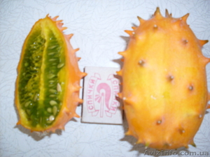 Семена - почтой: овощные экзоты - кивано,  момордика,  тзимбало и др.,   #504675