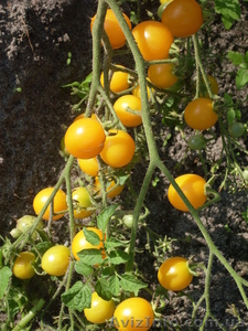 Семена-почтой: коллекция разнообразных томатов,  всего около 300 сортов #504665