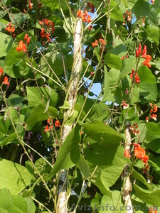 Семена-почтой: коллекция фасоли зерновой,  спаржевой,  грибной,  вигны. #504698