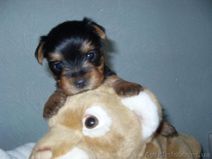 Продам очаровательных щенков йоркширского терьера #489375