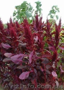 семена амаранта,  технология выращивания,  консультации специалиста. #489524