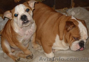 Щенок  Английского бульдога #486482