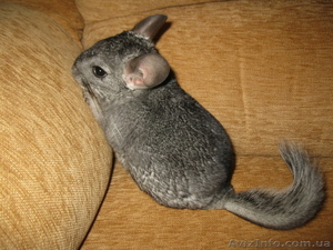 Шиншилла-мальчик,  9 мес.,  серый стандарт #500870