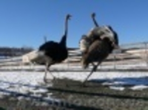 СТРАУСИНАЯ ФЕРМА #491295