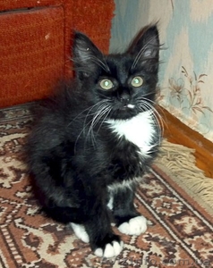 Отдам котёнка в хорошие руки!!! #509899