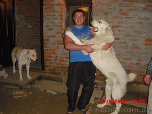 Щенки алабая недорого!!! #496603