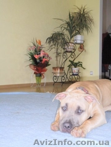 Породистые щенки Американского стаффордширского терьера редких окрасов. #505414