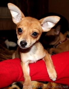 Продам той терьера. #493557