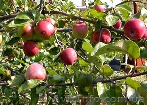 Саджанці для Вашого саду  #494148