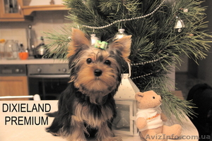 Йоркширский терьер щенок-мини (мальчик) #500566