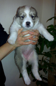 ghjlfv otyrjd fkf, fz #543843