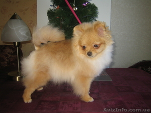 мальчик. померанского шпица. Документы КСУ #543726