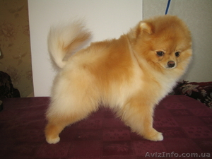 мальчик померанского шпица #543720