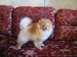 мальчик. померанского шпица #542640