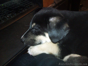 Щенок с приданым,  в хорошие руки #546707