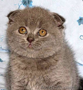 Очаровательные вислоухие мурчуны #538553