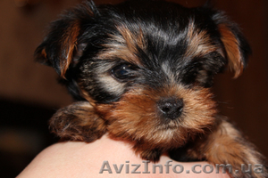 Продаются щенки йоркширского терьера c торгом #557546
