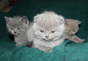 Шотландская плюшевая кошечка скоттиш фолд #540878