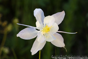 Расслабляющий массаж - 200 грн. час #539830