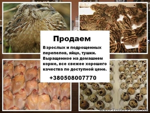 Перепела Фараон. #551164