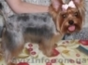 стрижка кроликов кошек и собак #539563